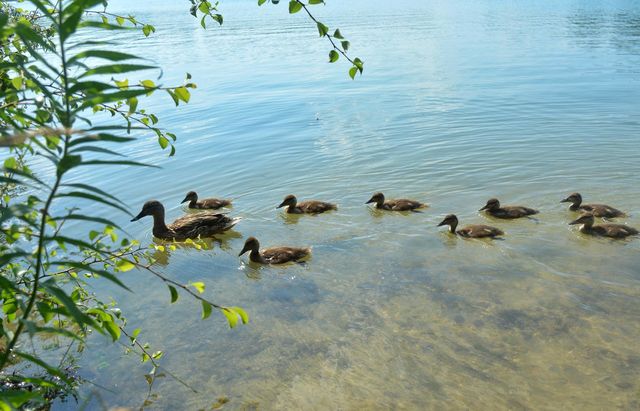 duck and ducklings family on a lake summer time