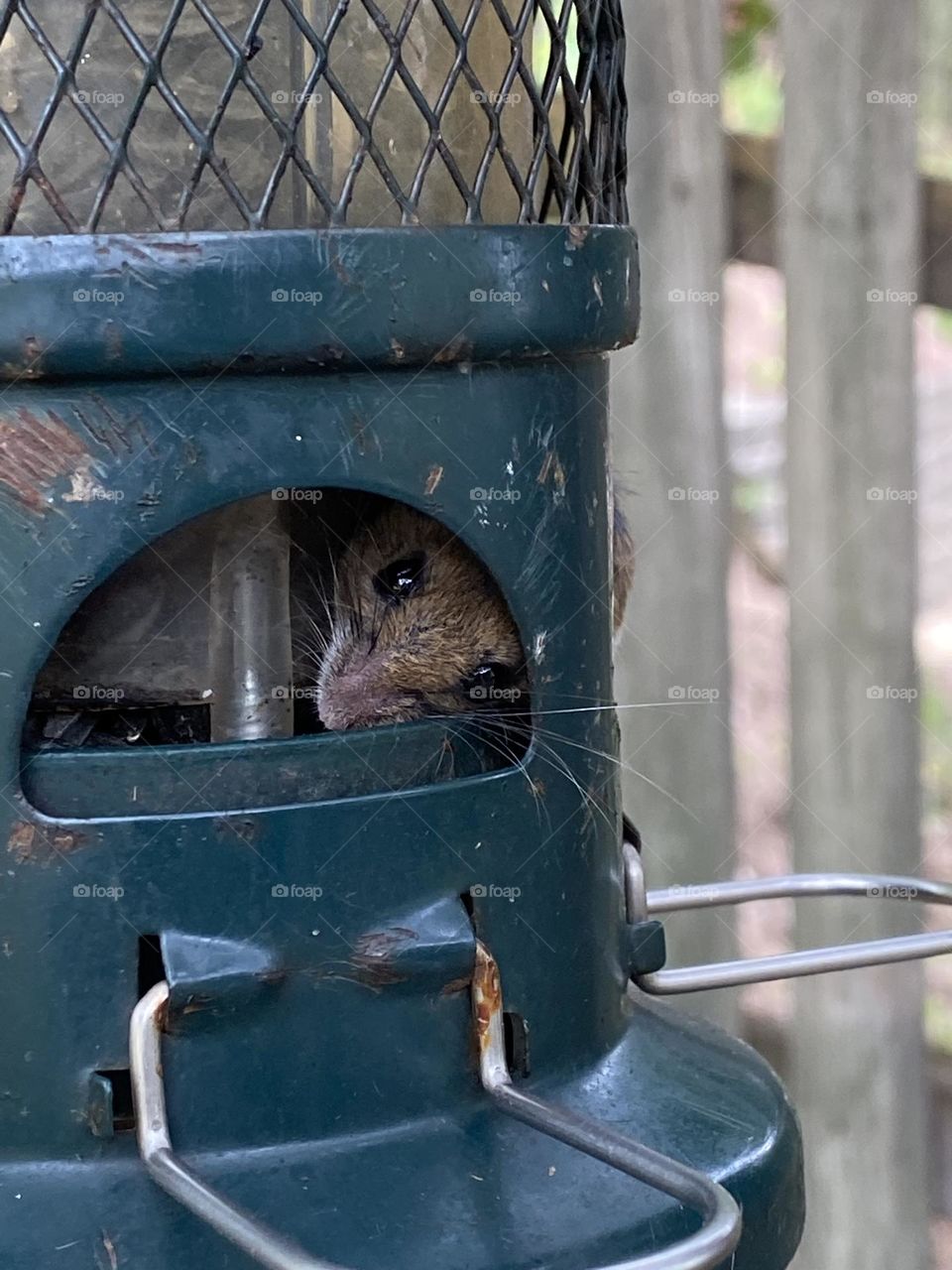 Field mouse inside bird feeder 