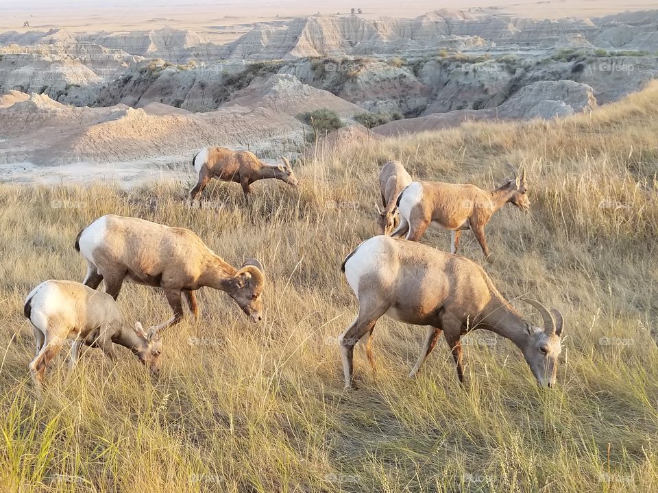 Mammal, Wildlife, Grass, No Person, Grassland