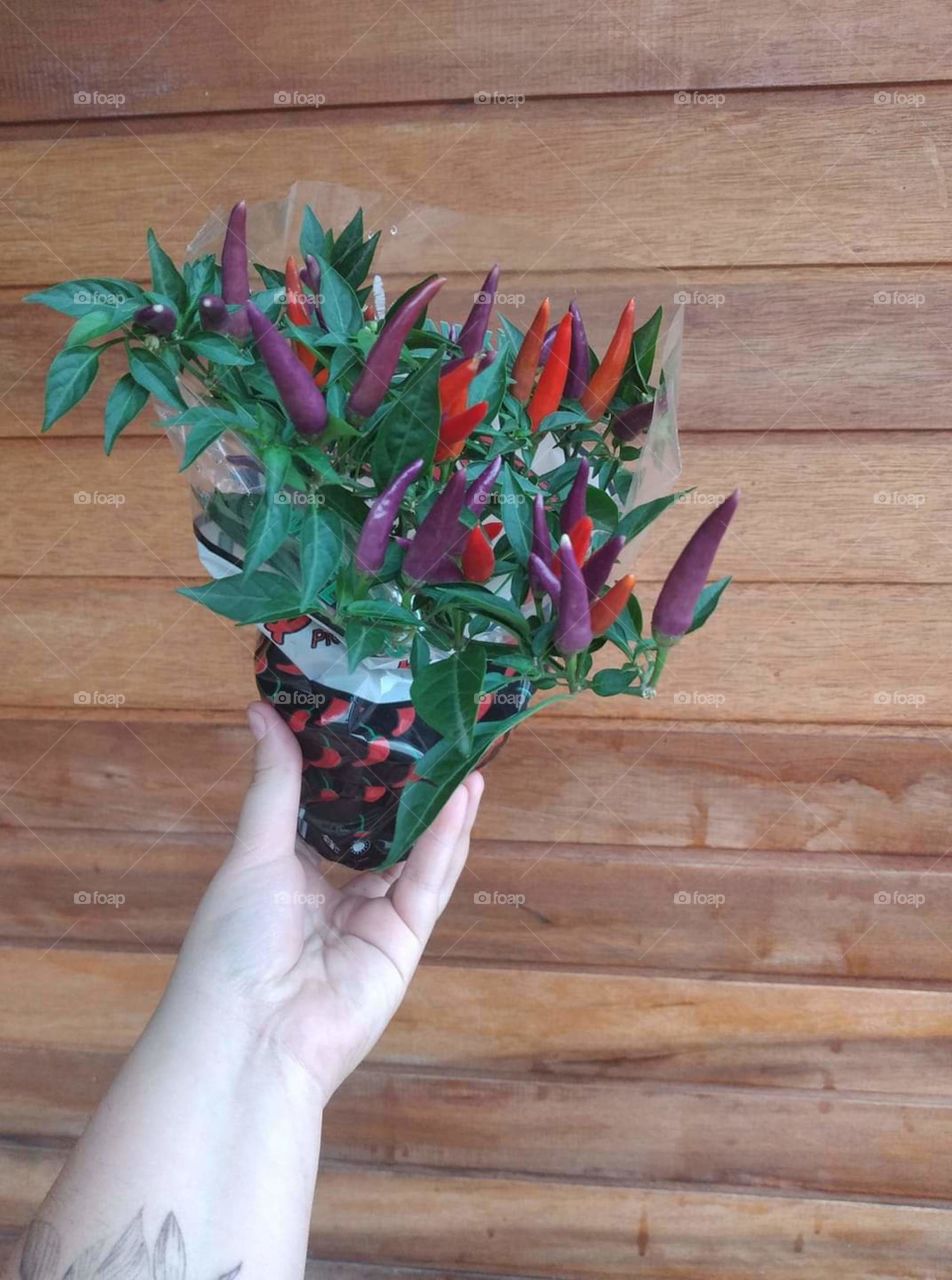 Pimentas ornomentais e comestíveis 🌶 🌶️