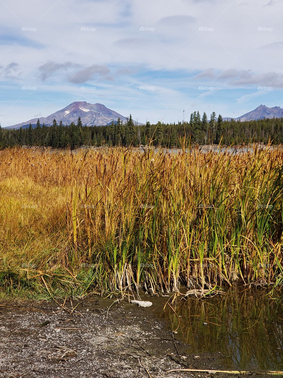 The South Sister in Oregon’s Cascade Mountain Range against a bright blue sky overlooks Lava Lake and the reeds along its shores in their fall colors of yellow and orange in the Deschutes National Forest on a sunny autumn day.