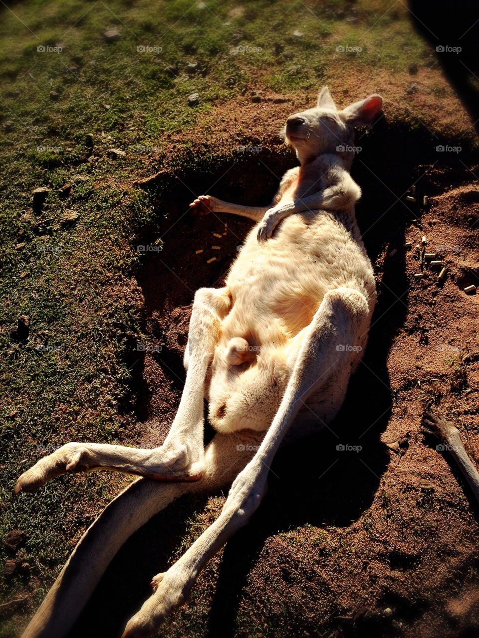 Sleeping Kangaroo. Kangaroo 