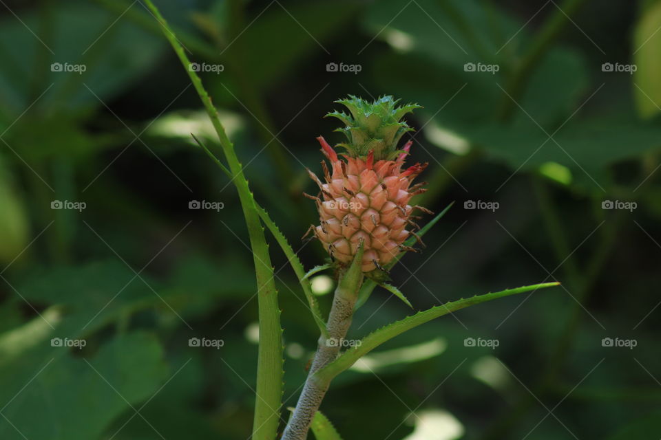 Ornamental 'Miniature' Pineapple in the garden of Kerala