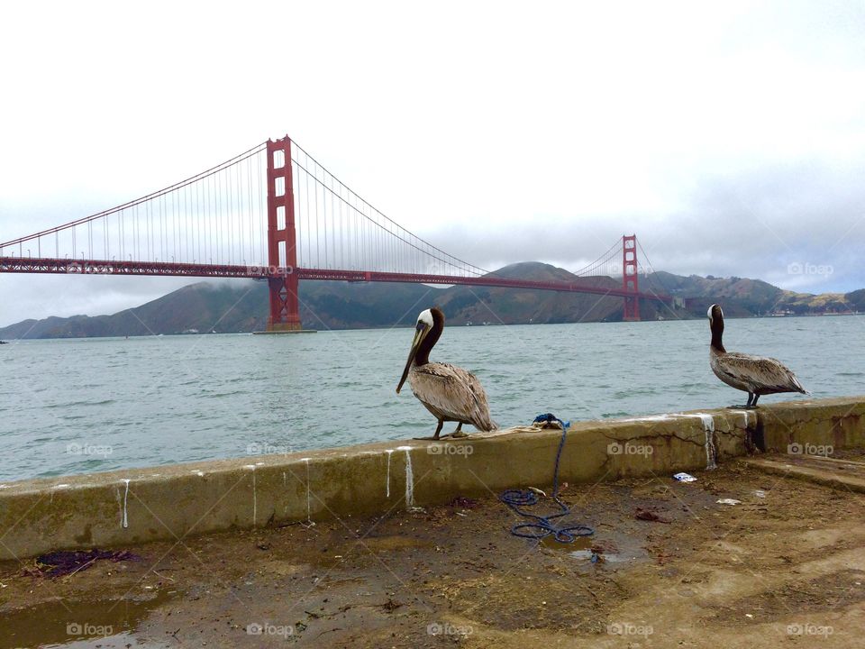 Rear view of bird near golden gate bridge, San Francisco