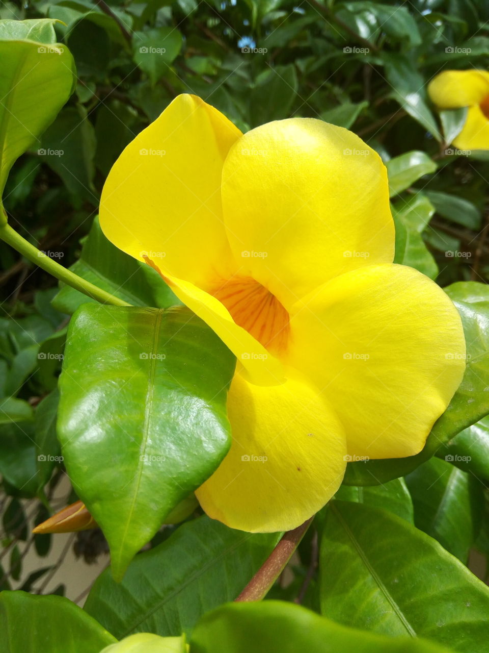 yellow mellow petal