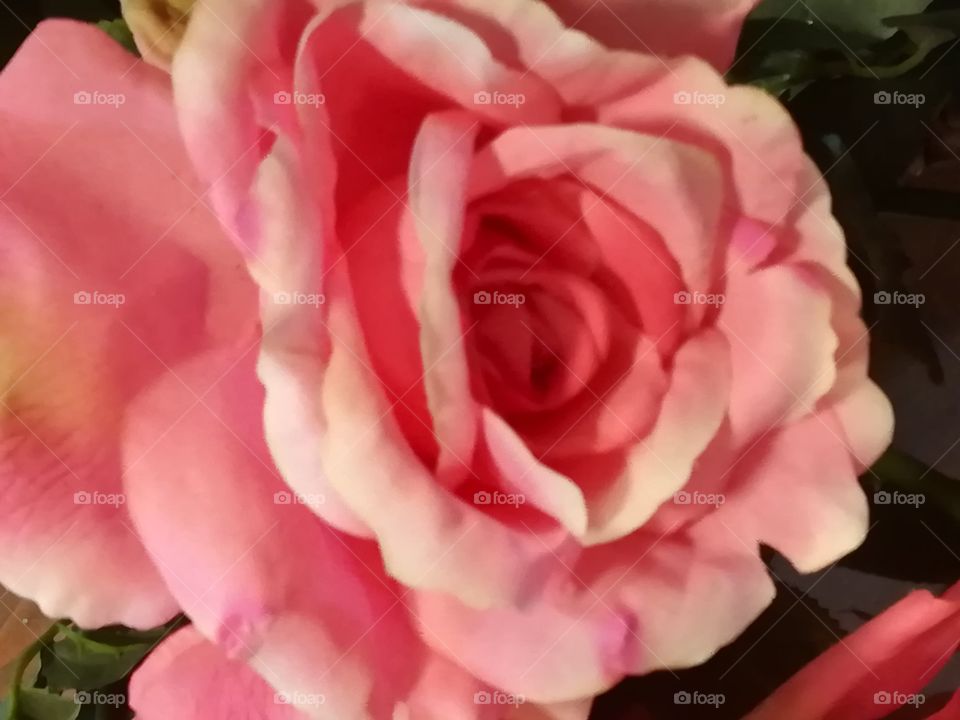 Rose Pflanze Blume Farbe
