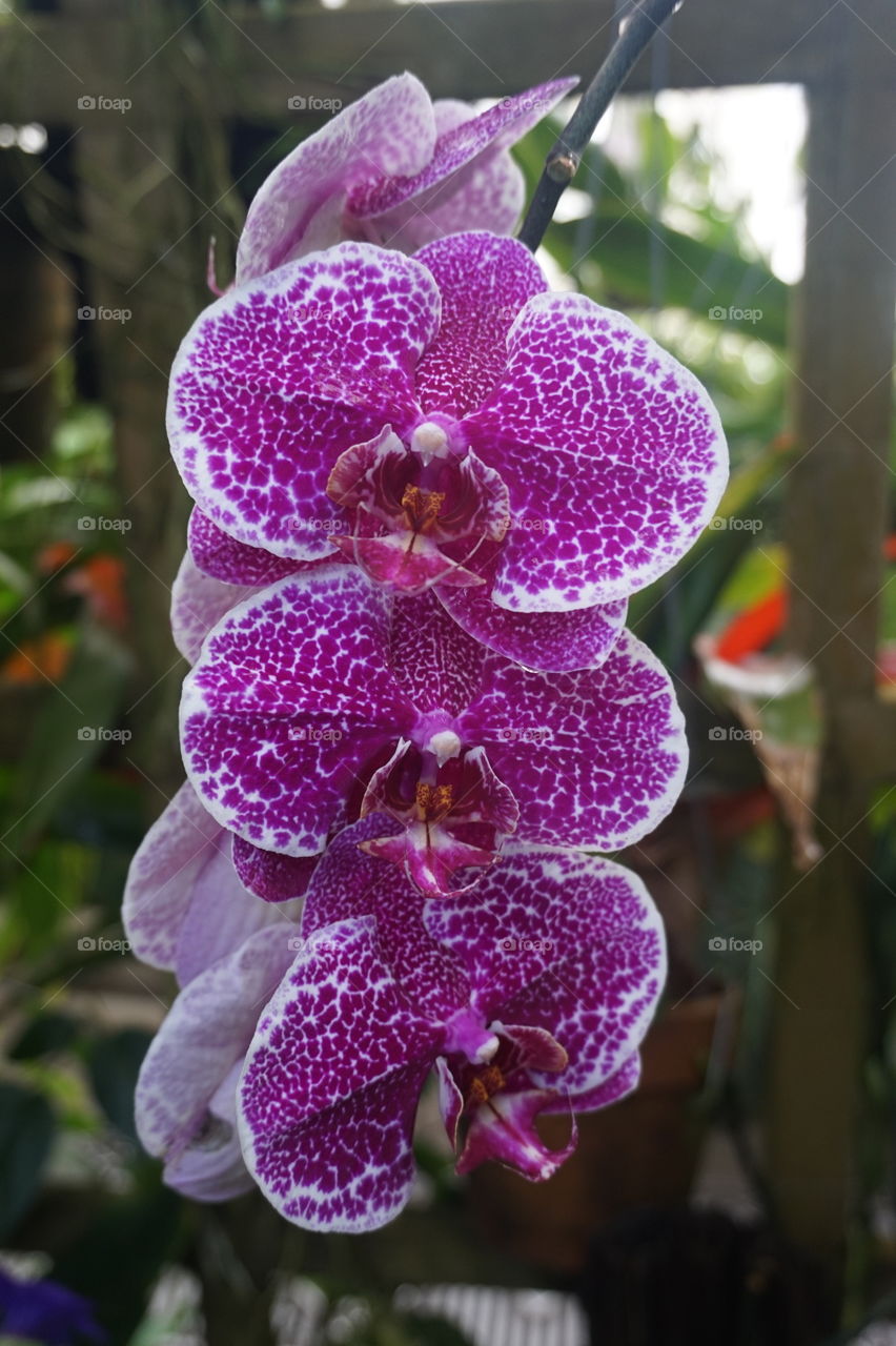 Orchids 