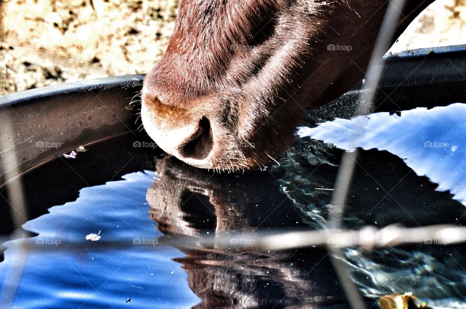 Cow at the water trough. 