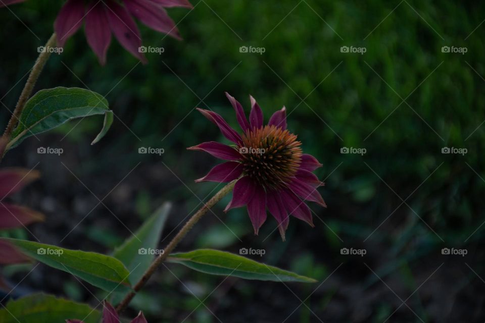 summer blooms in the evening