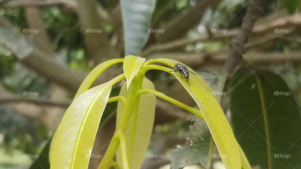 New Yellow leaves of Mango tree in spring time.