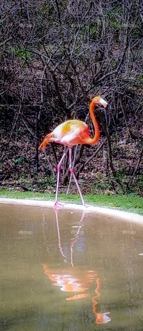 Flamingo