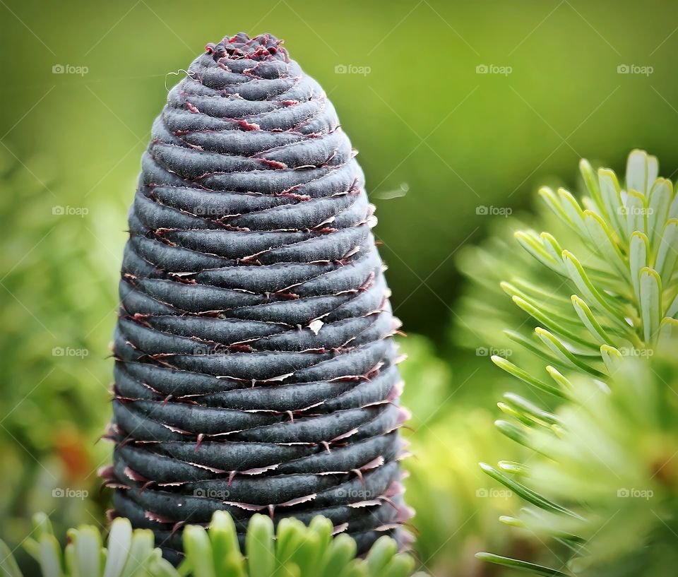 Immature pine tree cone.

Young healthy pine cone growing on a tree.