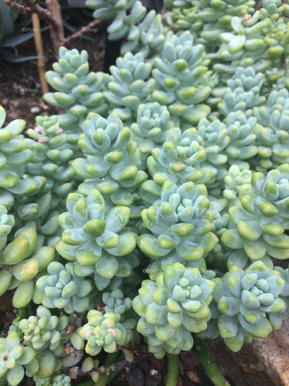 Succulent 