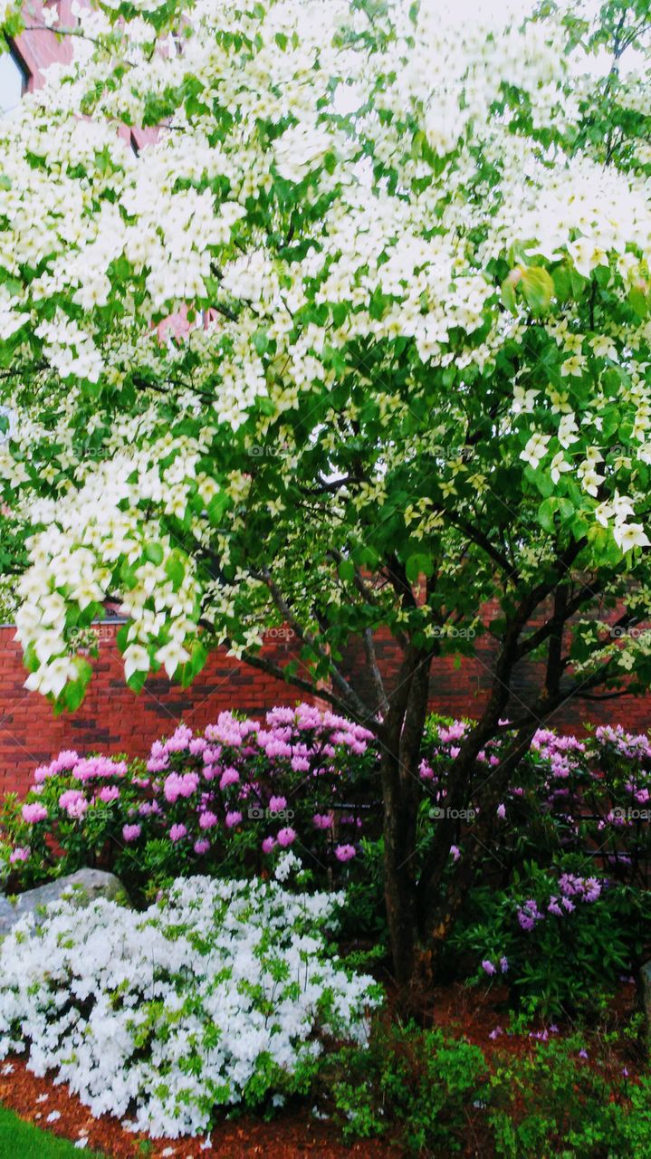 Flower, Flora, Garden, Nature, Season