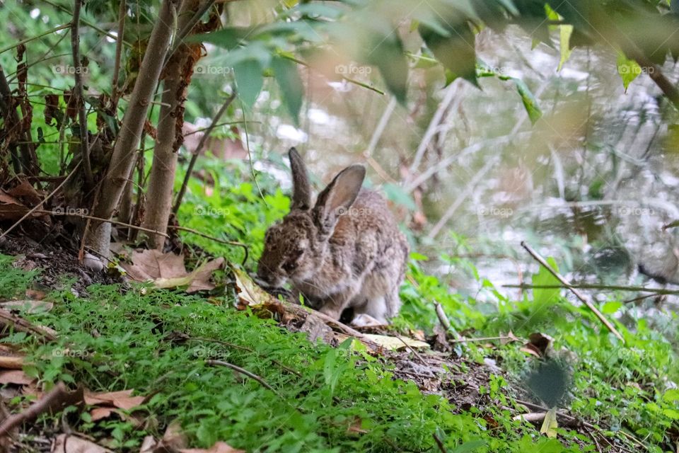 Rabbit in the forest