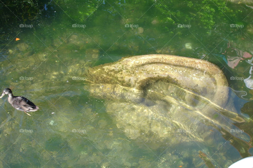 ear in the water
Ohr im Wasser
Provence