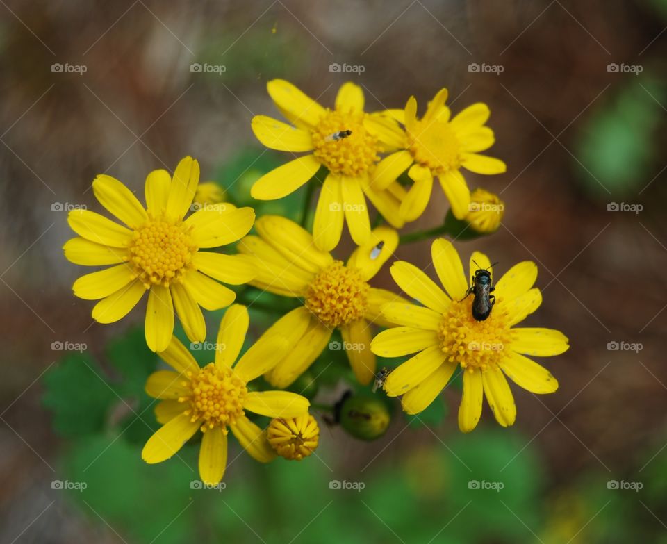Small yellow daisies with bug