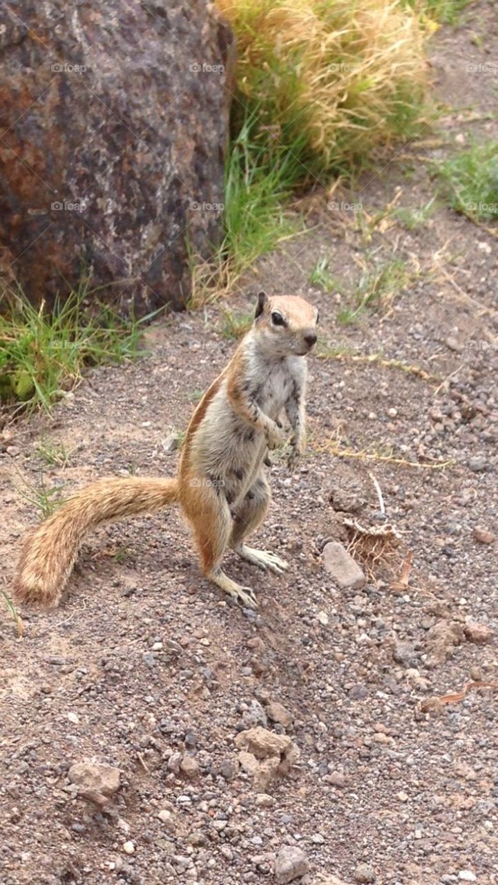 Squarrel, ekorre