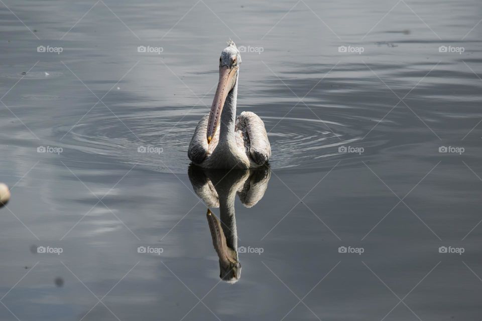 water bird in the lake reflection