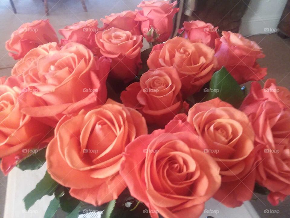 Roses Orange Crush