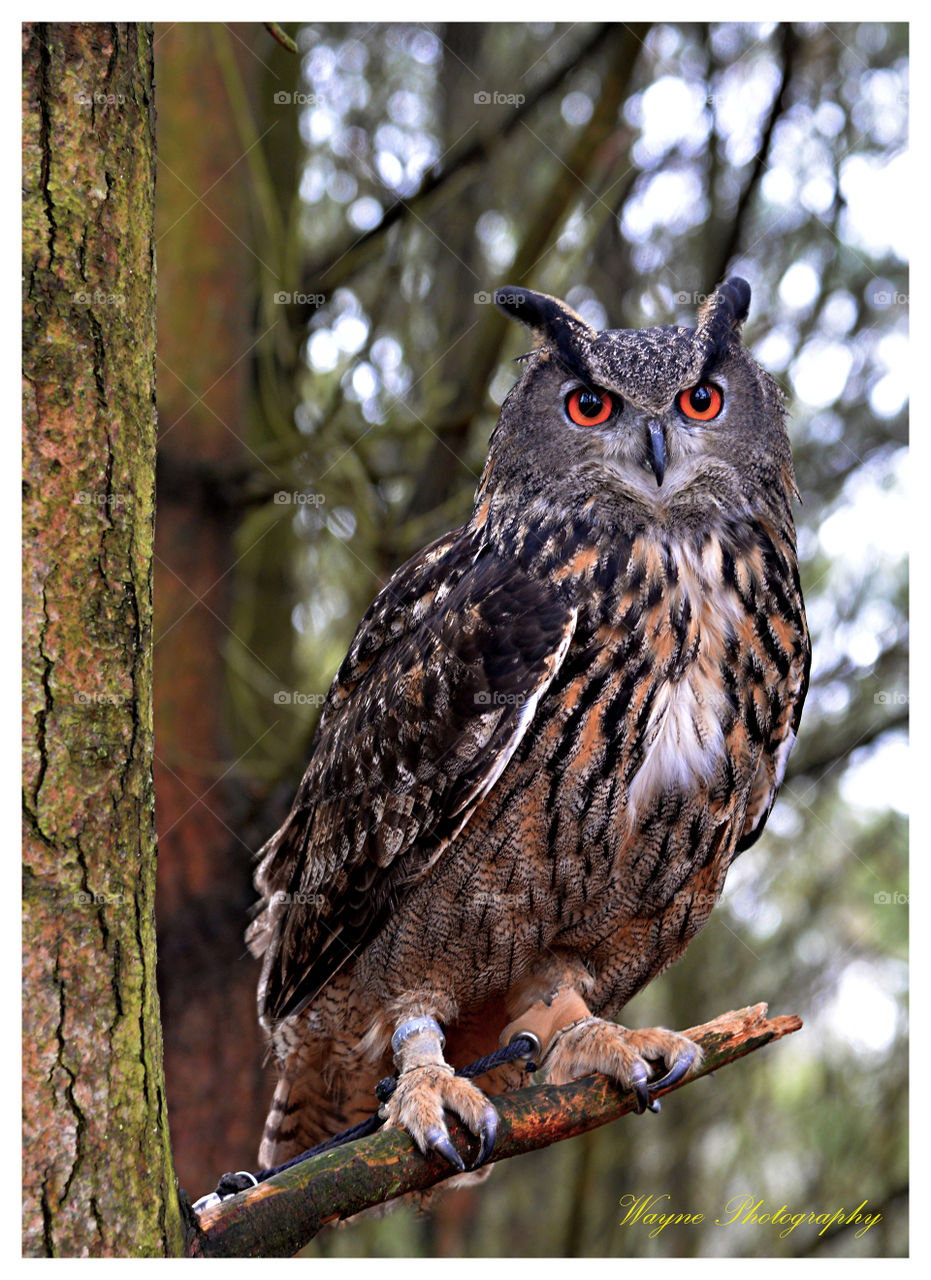 Eurasian eagle owl