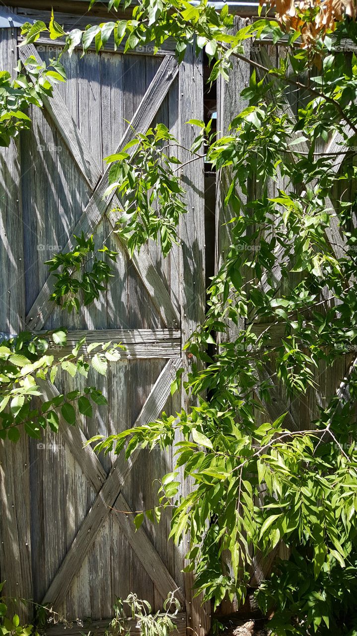 Wooden door in a log cabin