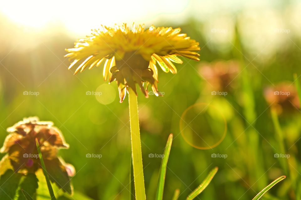 Beautiful beautiful sunflower yellow and greens😍 🌻