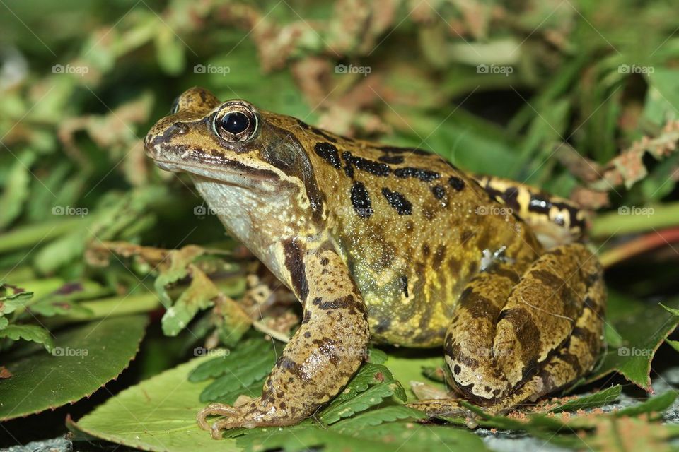 Garden Frog