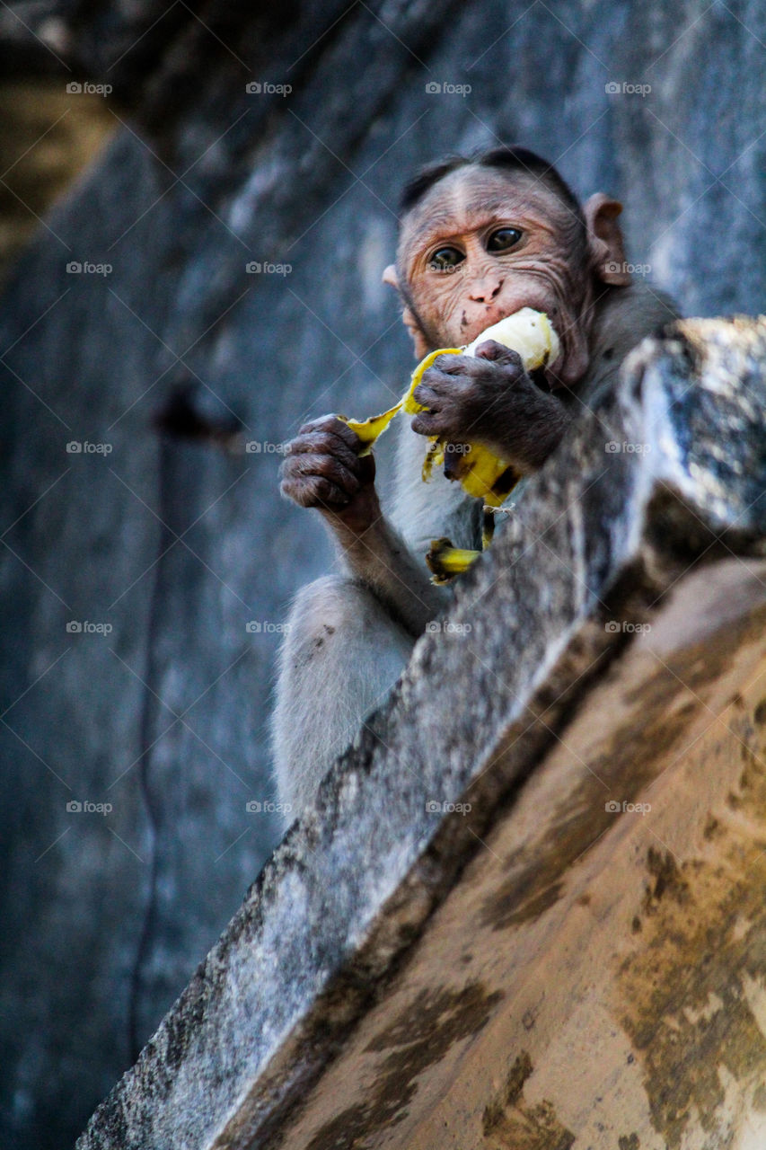 A story of Indian monkey plucked banana from my hand and tasting it...  very funny #funny animals