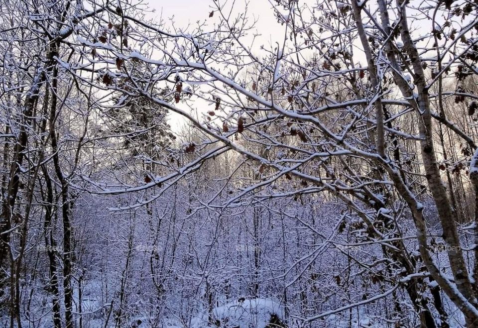 Winter in the forrest