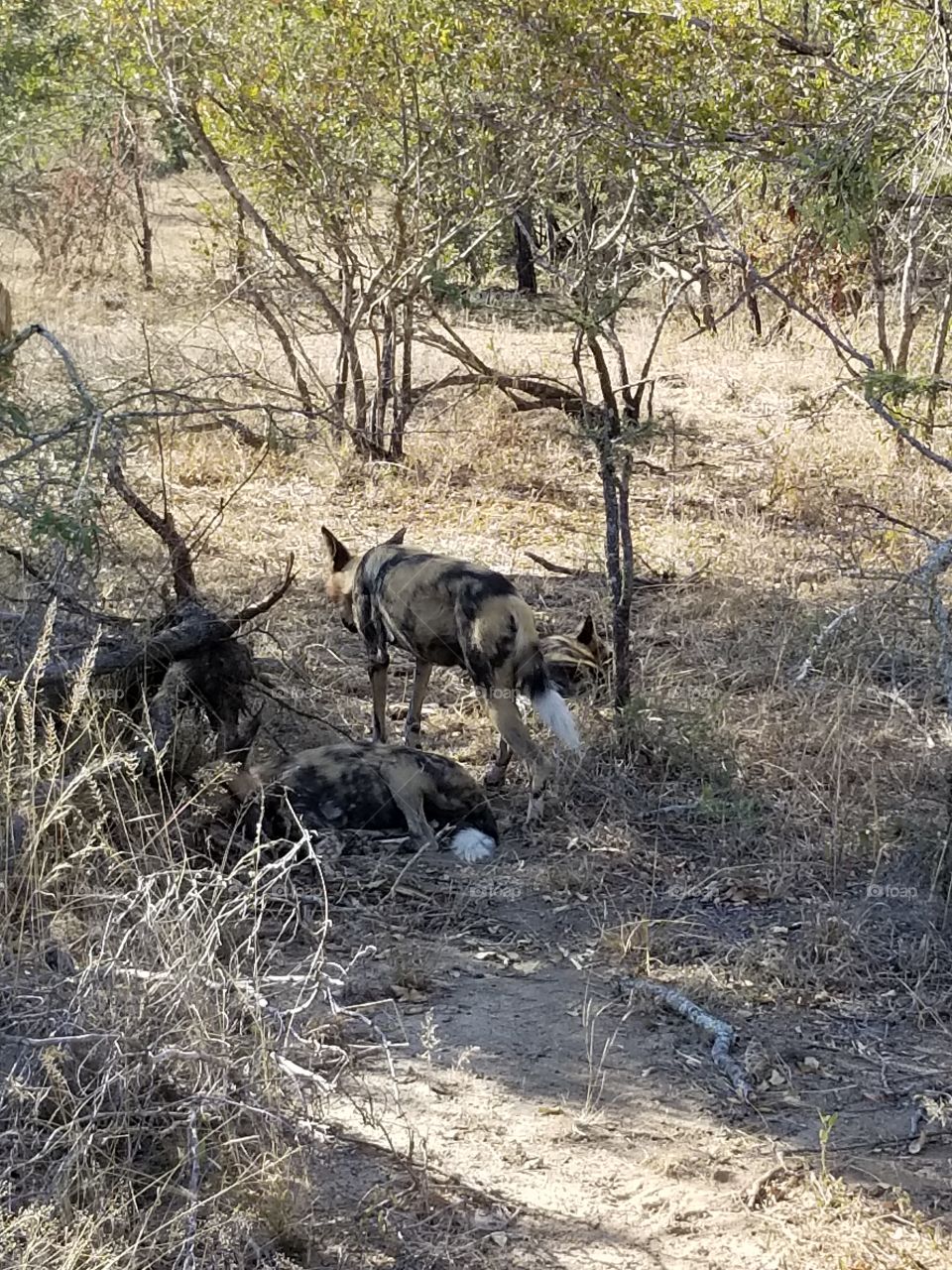 Wild African dogs