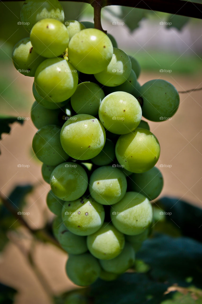 Grapes