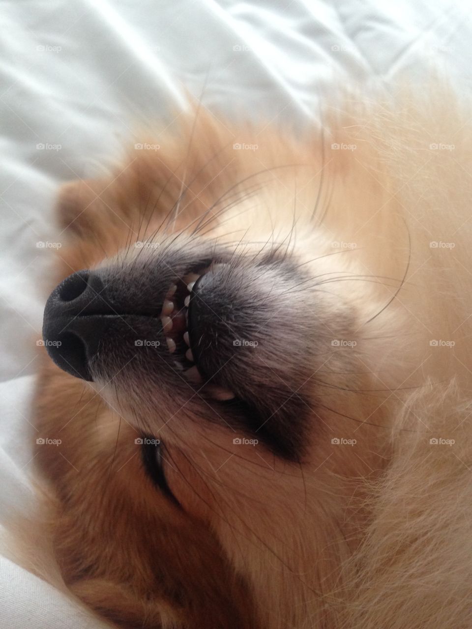 Gia the Pomeranian . Taking a snooze
