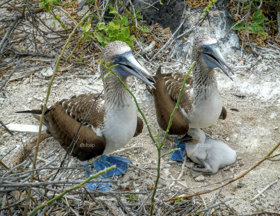 Blue footed boobies, Galapagos