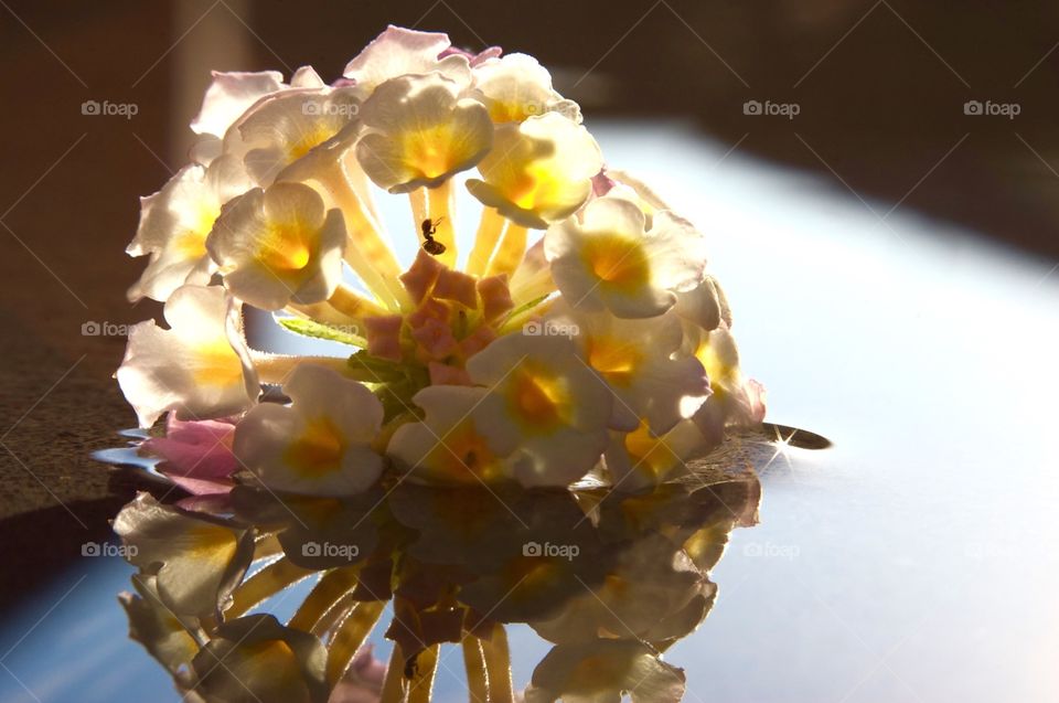 Flowers and reflections