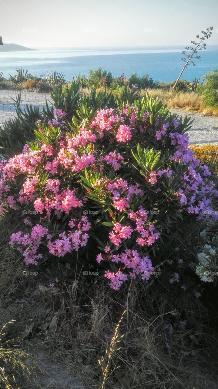 fiori e mare panorama