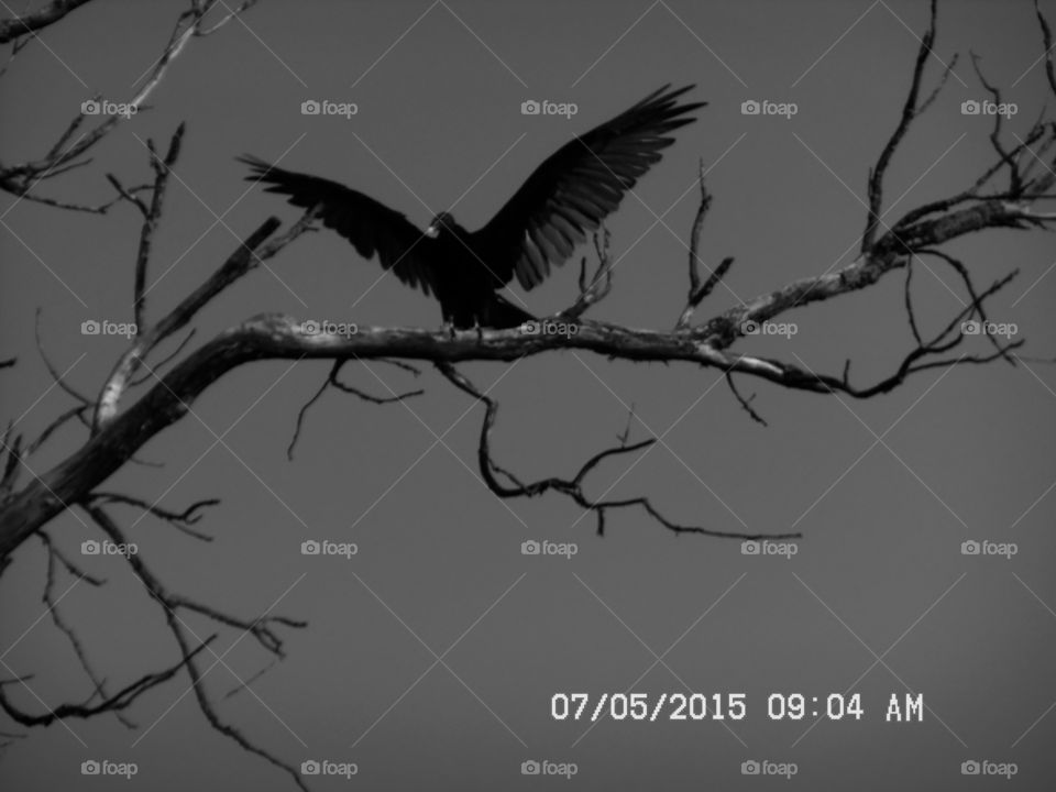 dirty bird π¦. This is a picture of a Texas vulture that I saw while out walking πΆ π π₯ π¨ this morning near Graham Texas