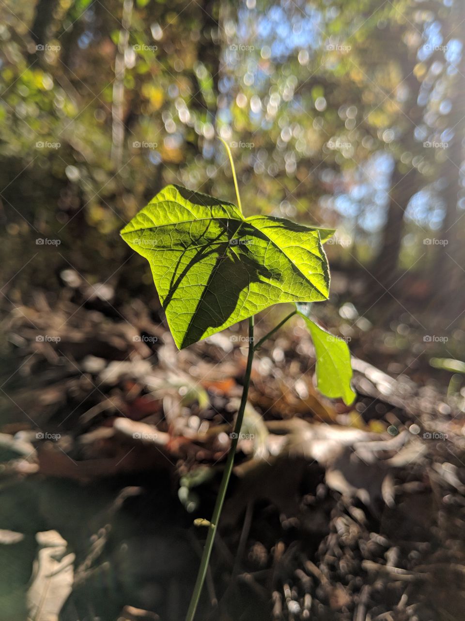A little leaf growing from the ground up. For anyone who likes a more down to earth perspective!