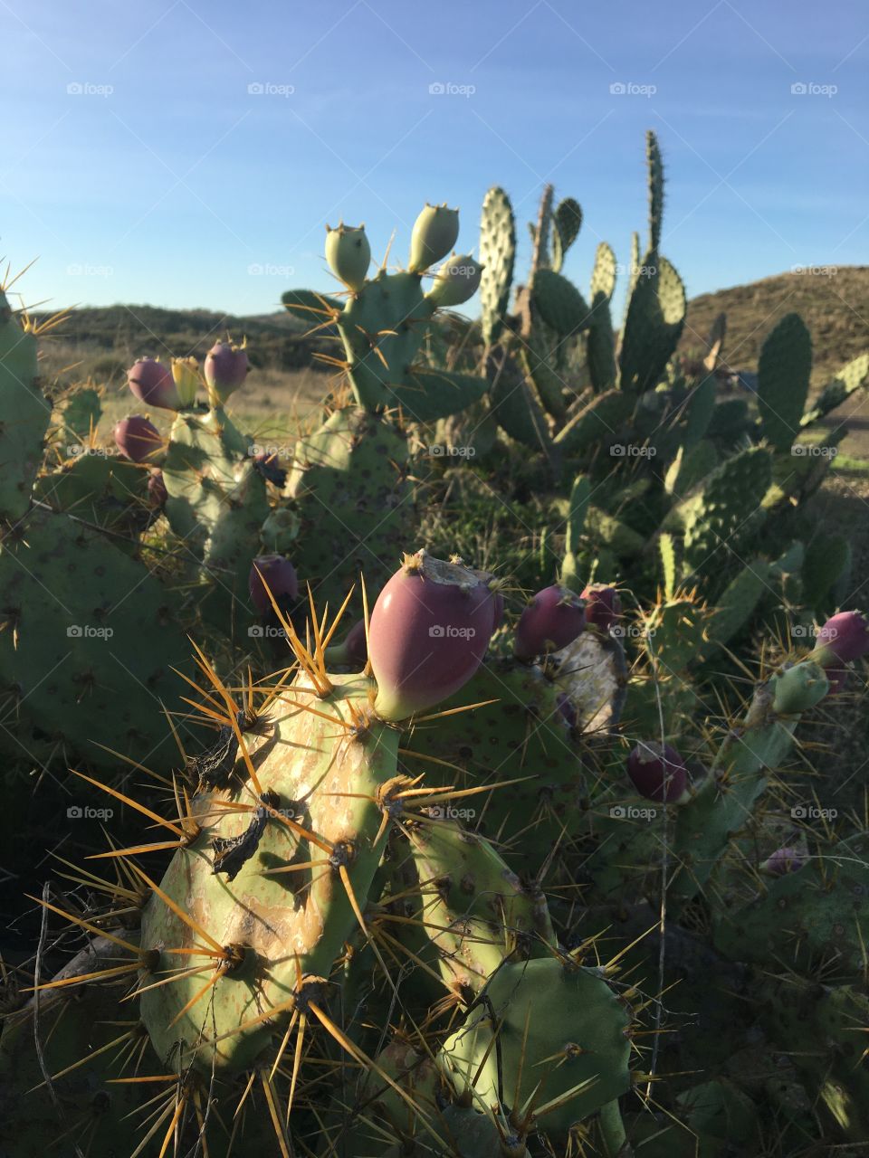Prickly pear