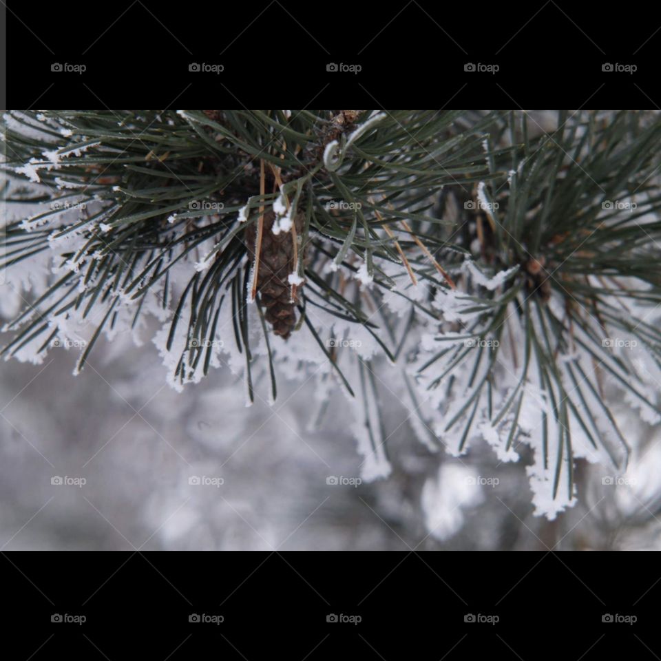 baby pinecone on a frosted limb of pine needles