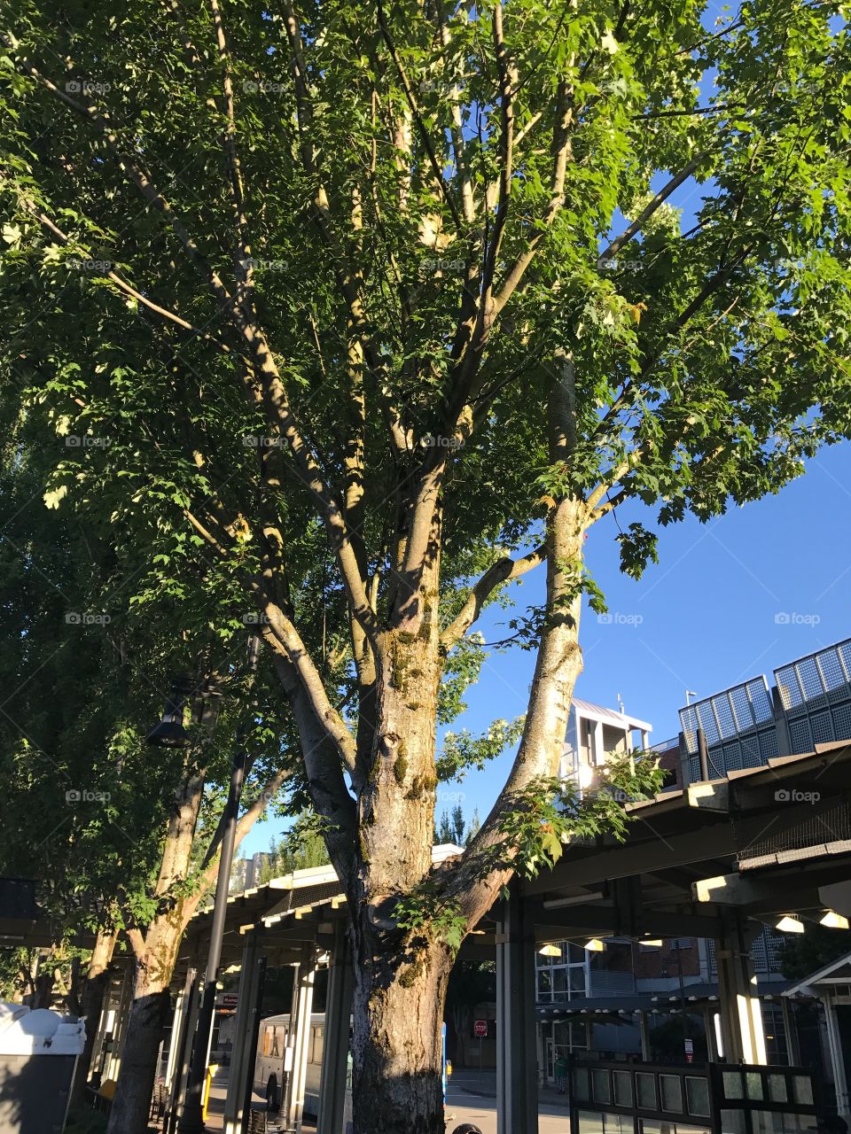 A tree filtering the sunlight at the Renton Transit Center.