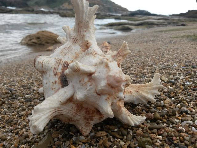 Seashell on beach