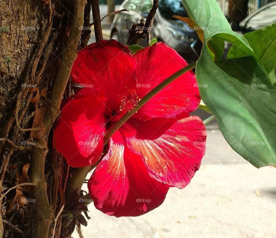 red Hibiscus