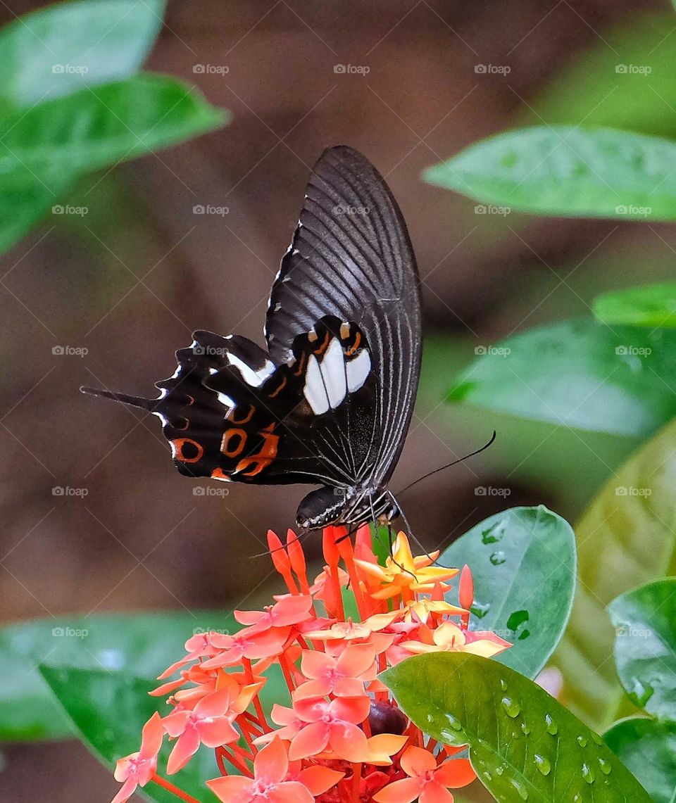 black butterfly in the red flowers