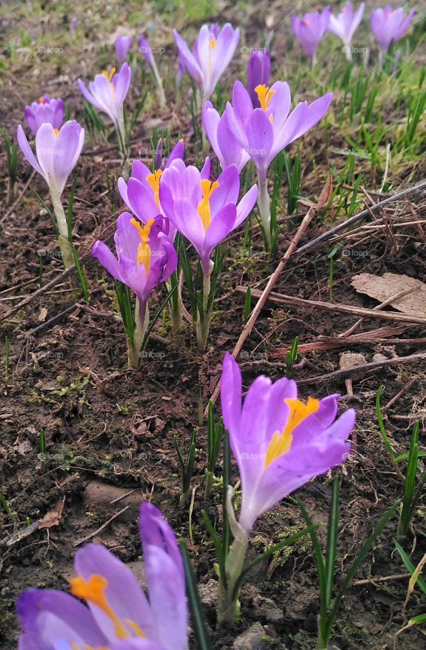 Spring flowers crocus
