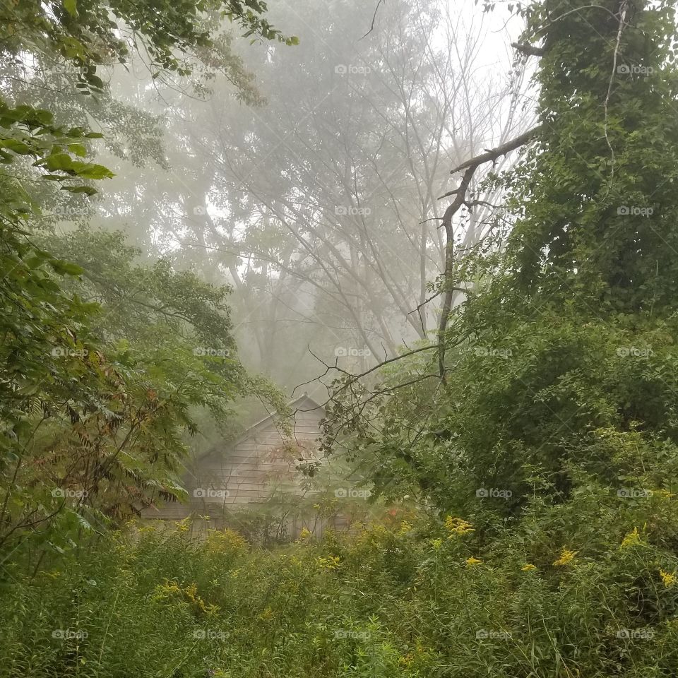 Nature, Wood, Landscape, Tree, No Person