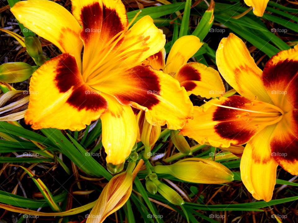The Tiger of the Lilies. outside the Student Union at the College of William and Mary