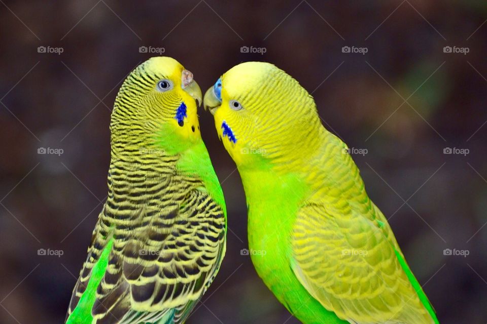 Cute parakeets 