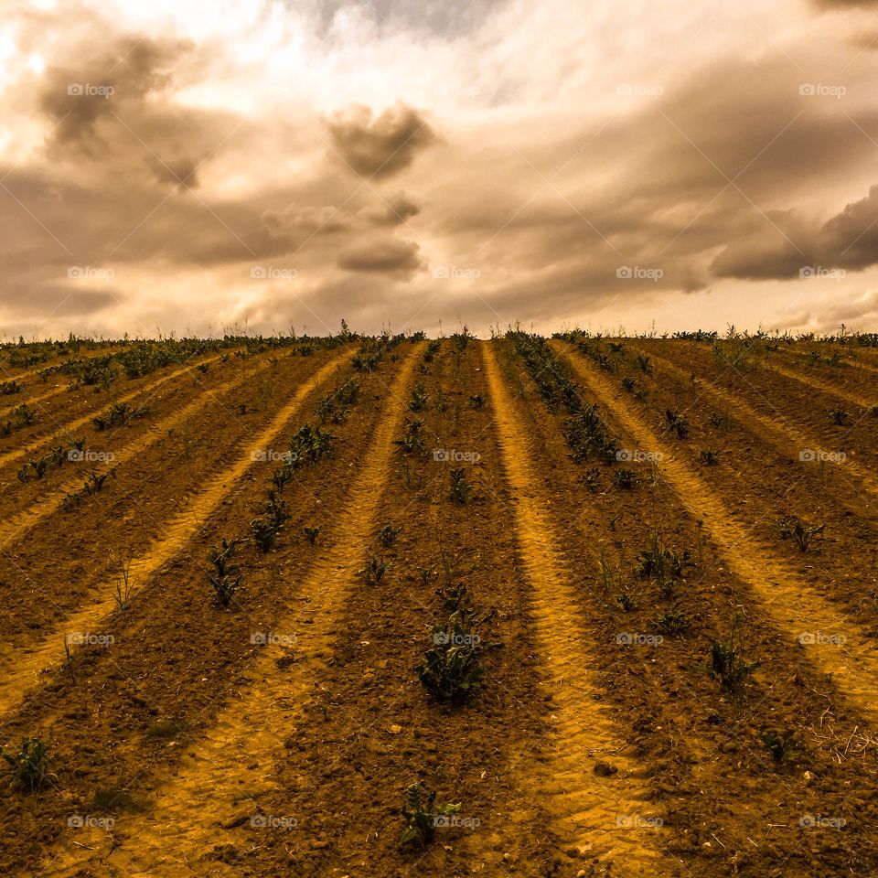 Landscape, Field, Agriculture, Rural, Sky