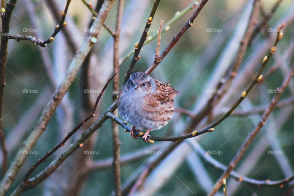 A little bird on a branch